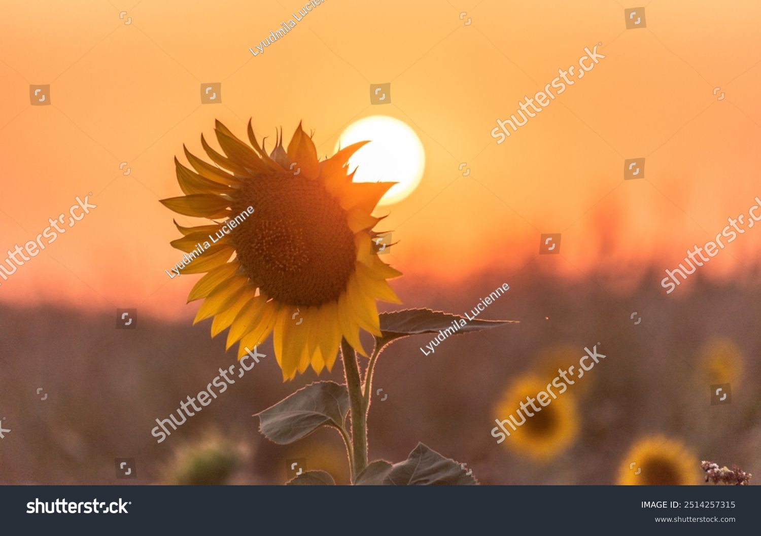 Field of sunflowers at sunset