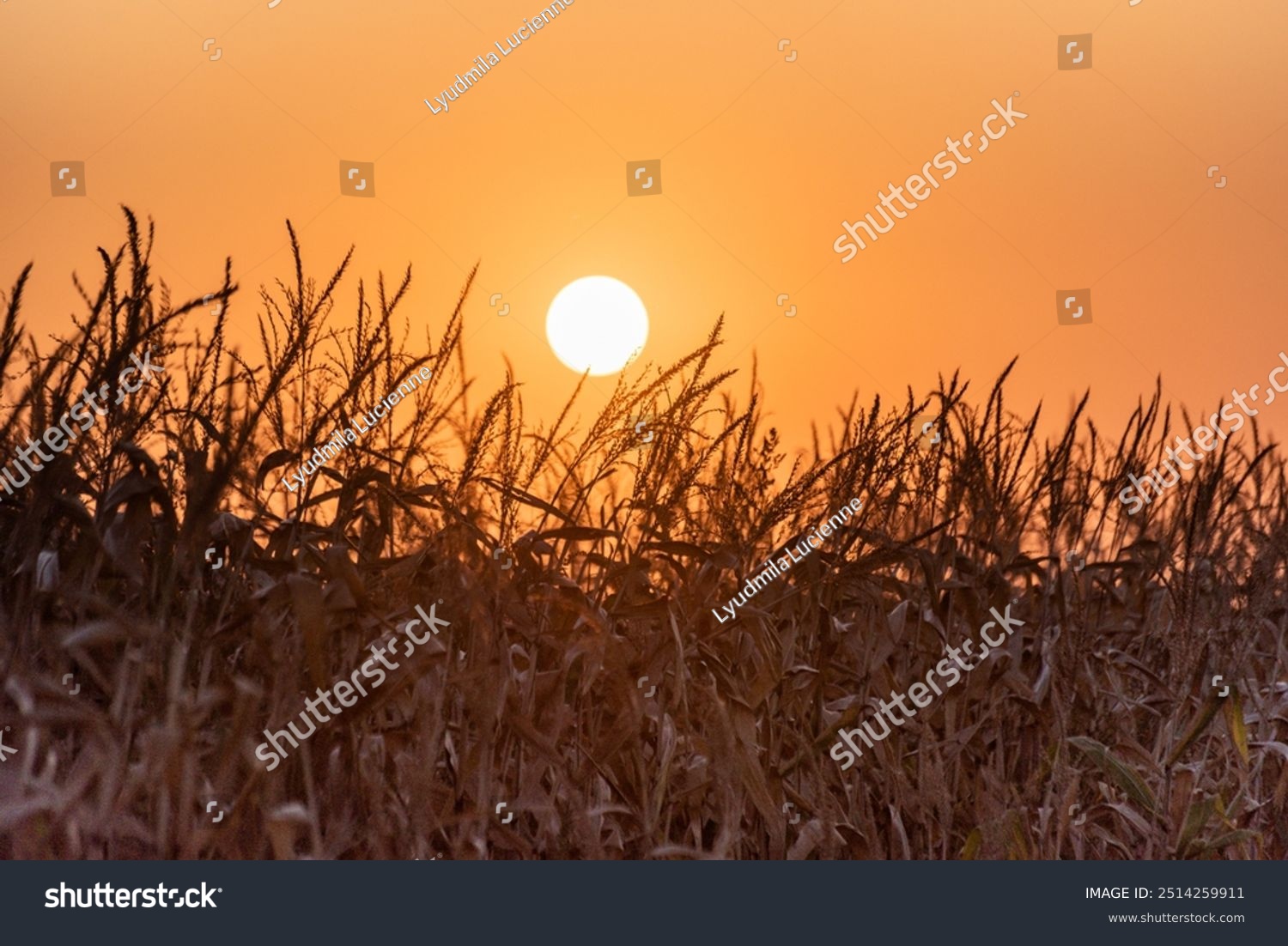 Field of dry corn at sunset