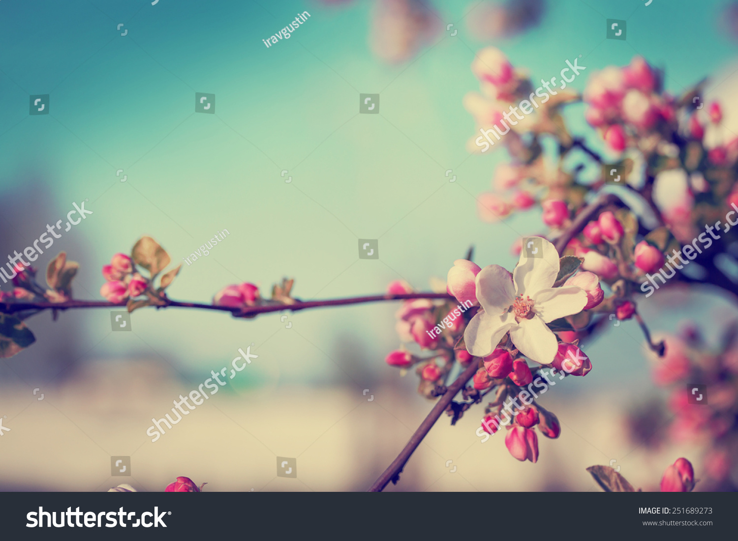 Blossom tree over nature background/ Spring flowers/Spring Background