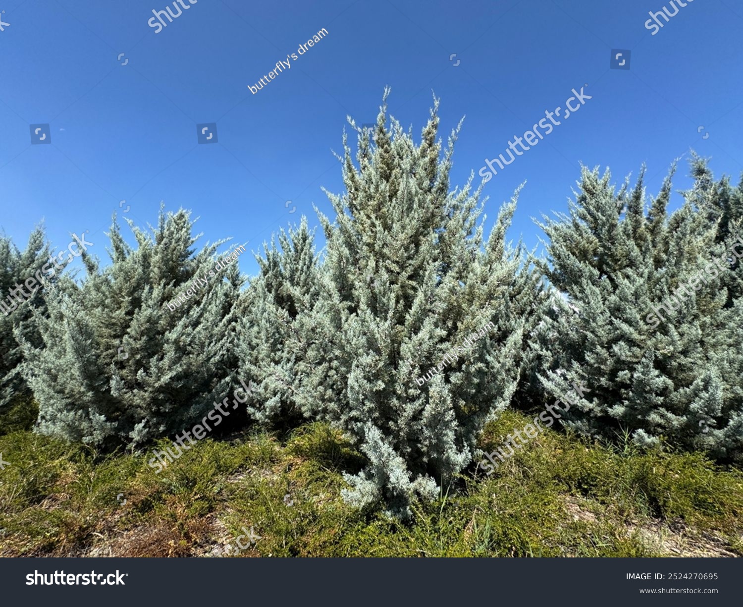 Close-up of blue cypress trees. Hesperocyparis arizonica or Blue Cypress is a plant species related to the Hesperocyparis genus. Arizona cypress in the park. Scientific name: Cupressus arizonica.