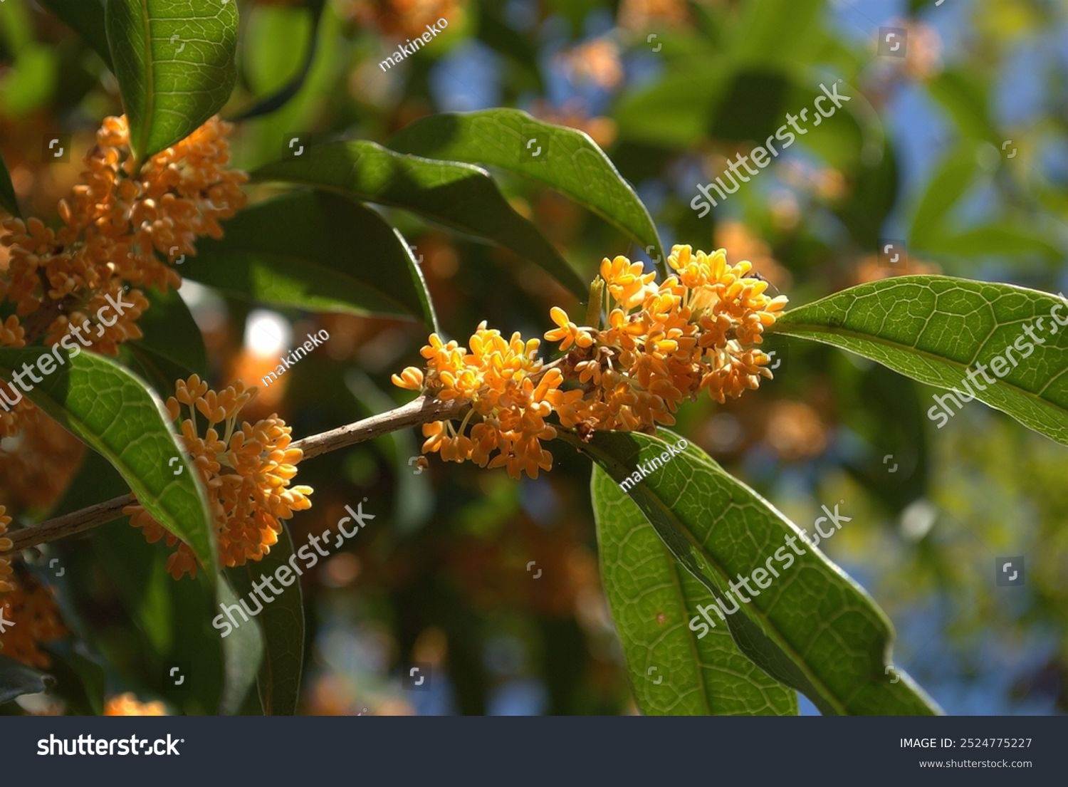 Cute orange flowers. The sweet fragrance of osmanthus has become an autumn tradition.