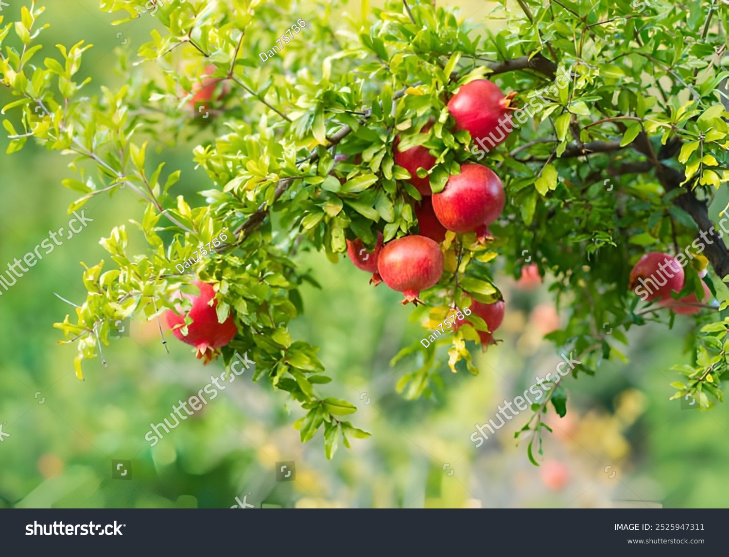 Fresh pomegranate fruit tree. Pomegranate fruits on a tree branch in a pomegranate garden.