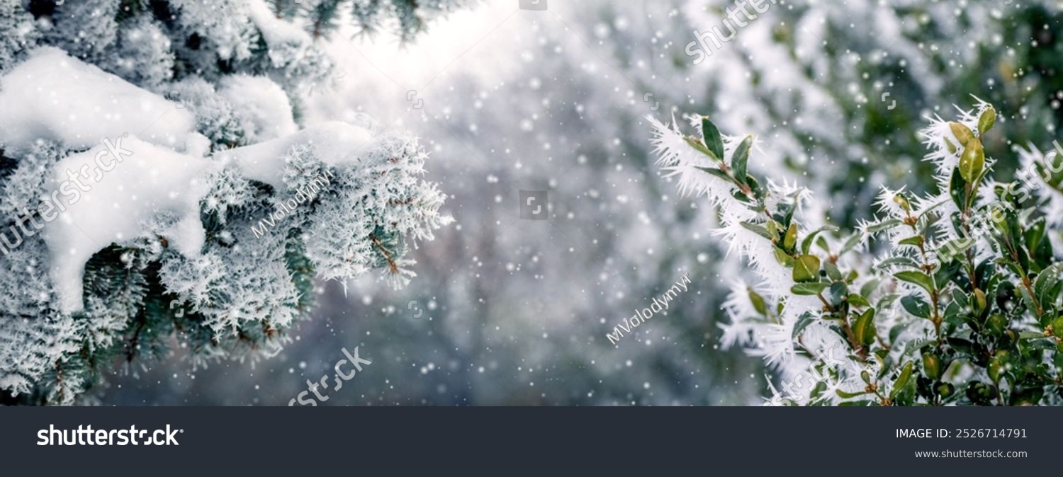 winter forest with snow-covered spruce branch and boxwood bush during snowfall