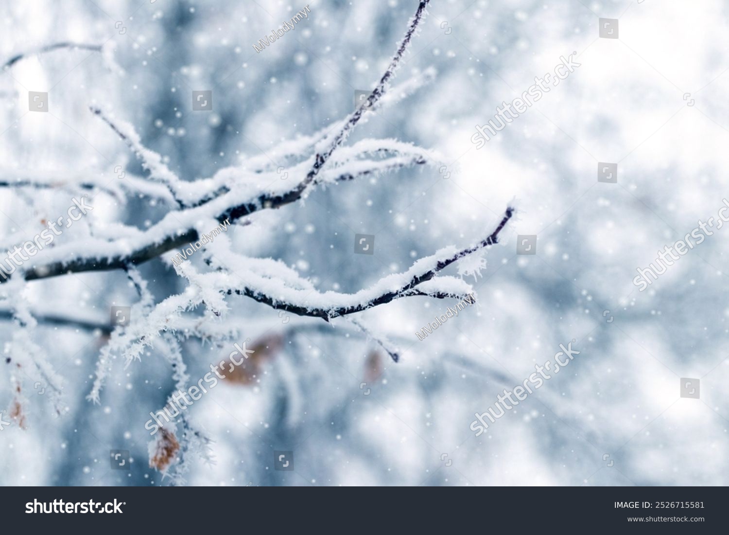 snow covered tree branches in winter forest during heavy snowfall