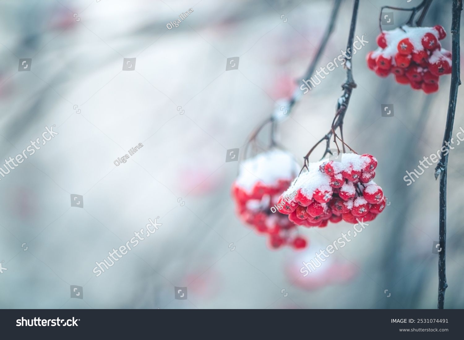 Red rowan in winter under the snow. Winter Concept background