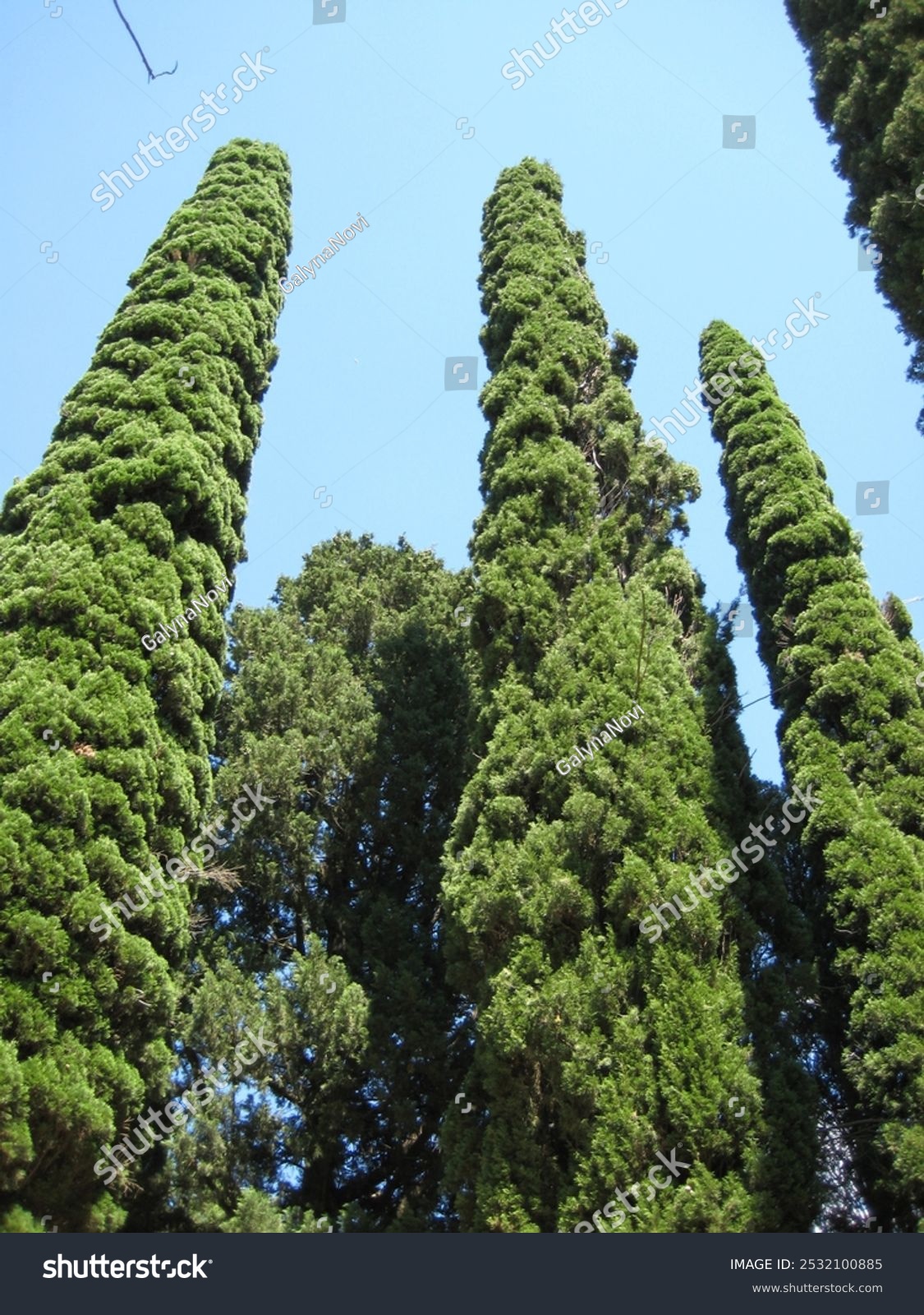 Crimean peninsula. Majestic cypress trees