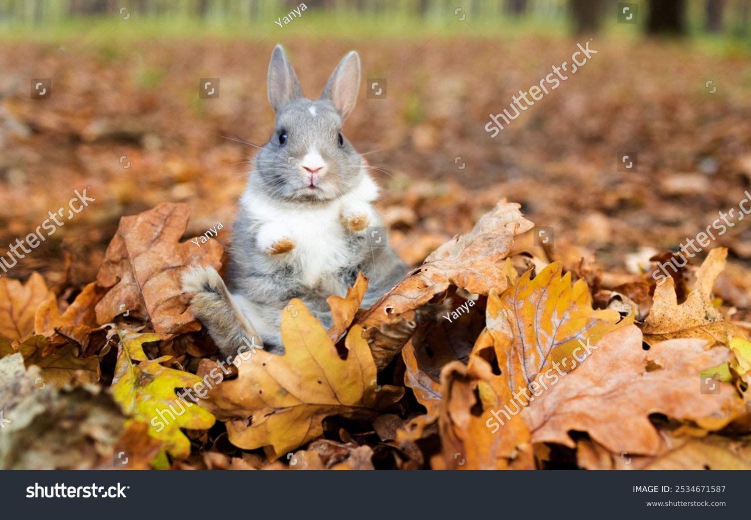 Little funny grey rabbit sitting in leaves in autumn. Cute decorative rabbit in autumn leaves.