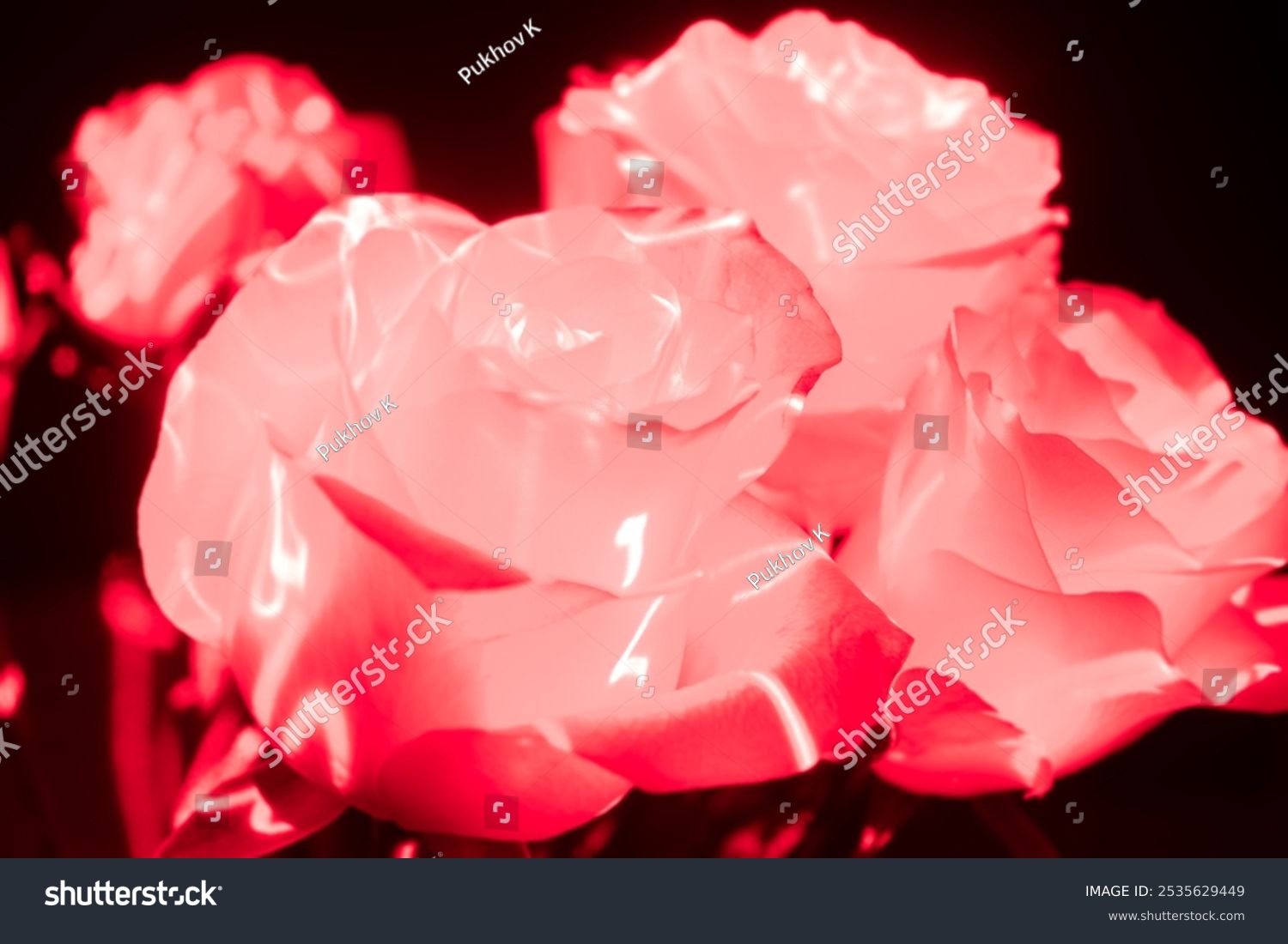 Photo of a bouquet of roses painted with a light brush