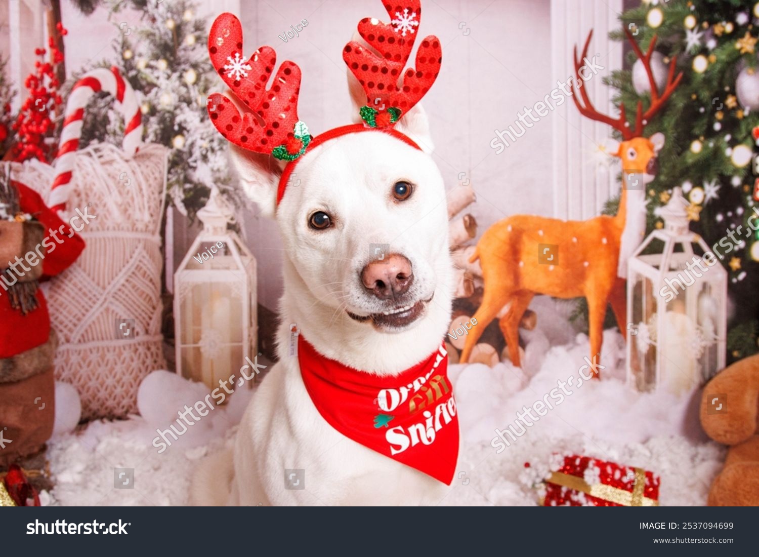 Siberian Hasky dog  Christmas photo session in cozy atmosphere