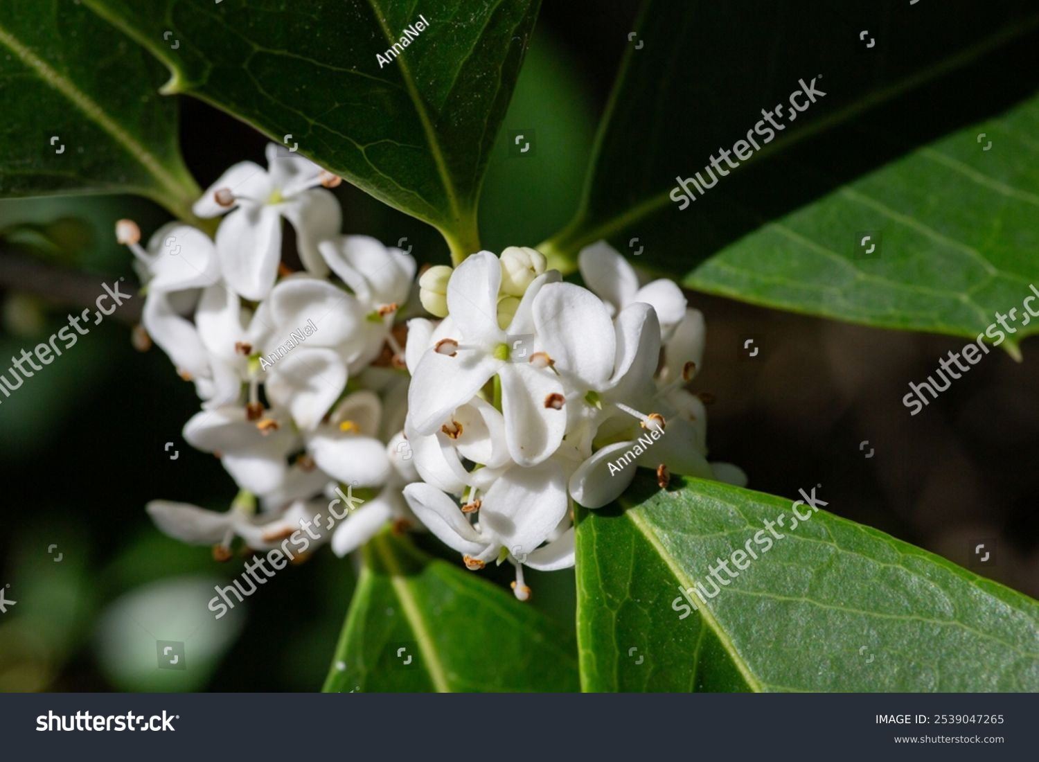 Osmanthus fragrans macro. Small white flowers on a branch in the garden. The fragrance of osmanthus flowers is used in perfumery.