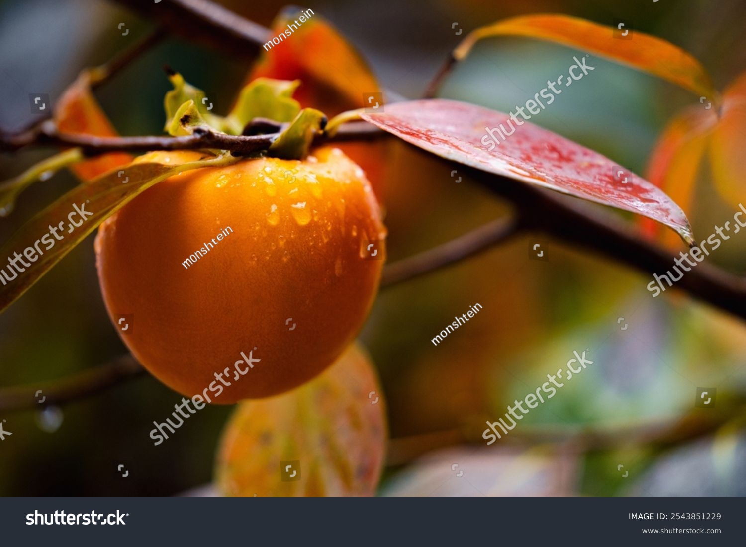 Ripe Persimmon fruit hanging on Persimmon branch tree in rainy autumn day  organic fruits ripe persimmon in natural forest  free space for text  closeup