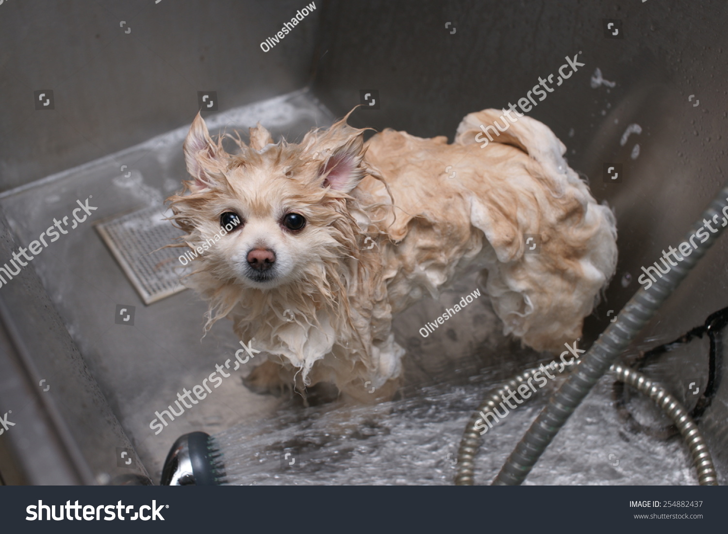 dog wash before shearing