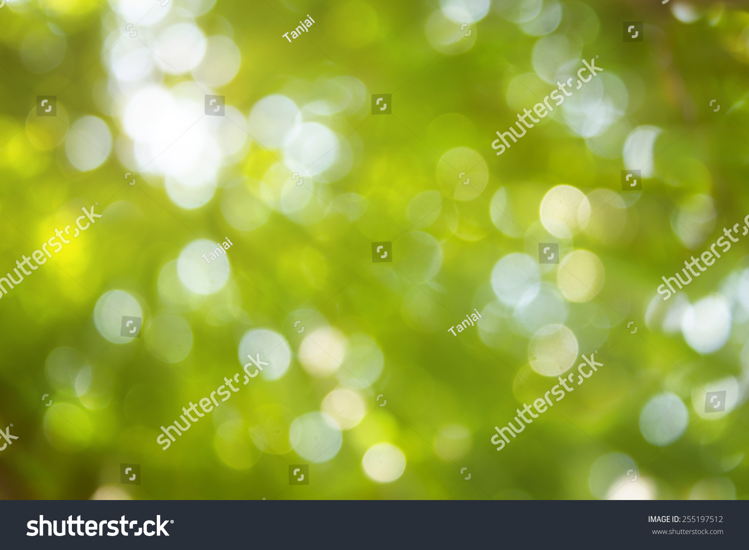 Natural green blurred and bokeh background Abstract backgrounds.