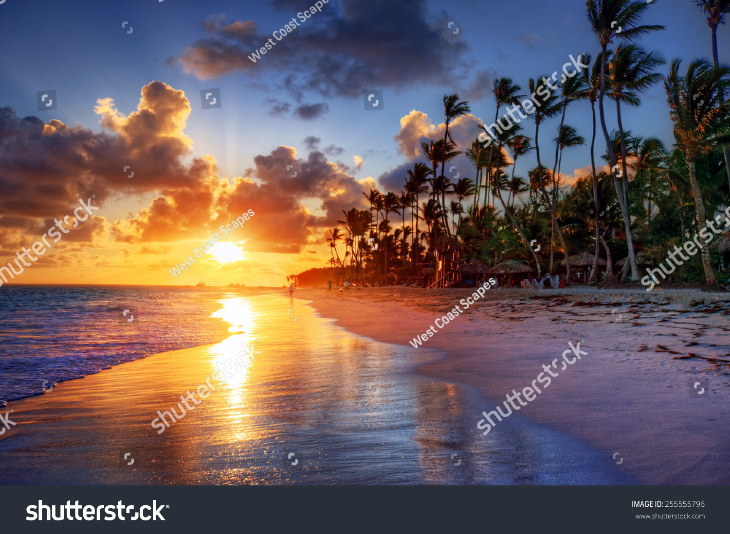 Palm tree sandy beach sunrise 