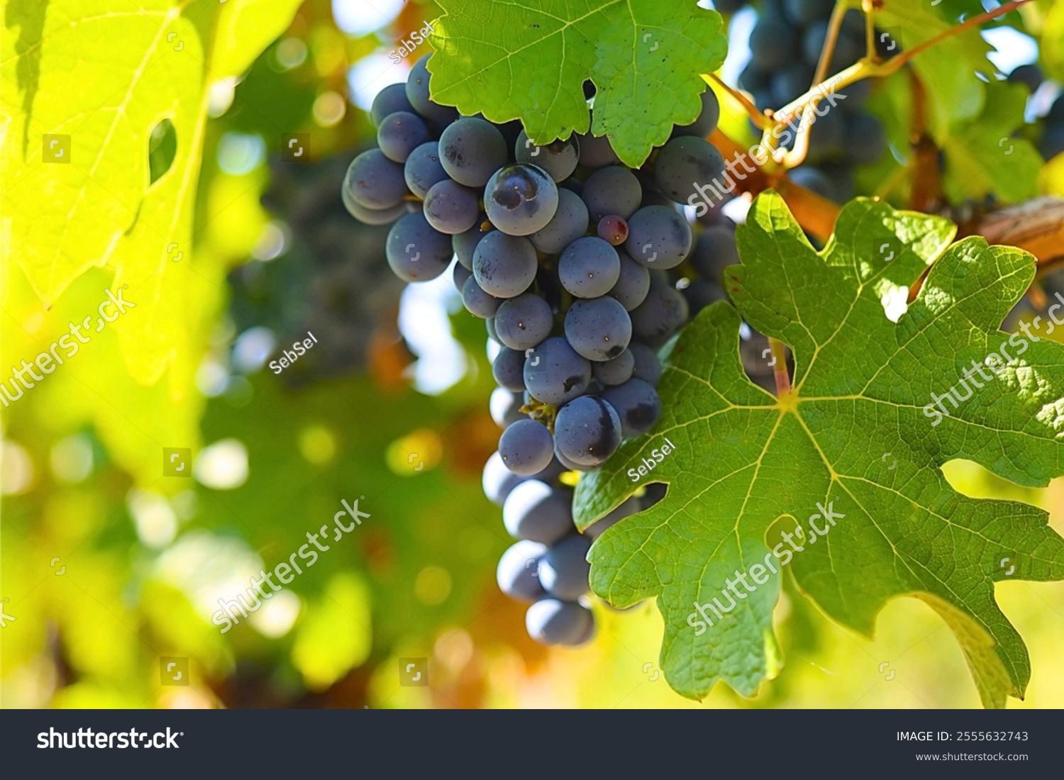 Dark grapes in vineyard with leaves