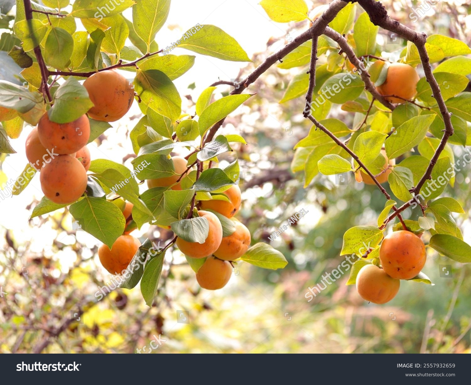 A big heavy branch of ripe persimmon fruits in their bright orange colour and light green leaves from a cultivated persimmon tree.Persimmons are healthy vitaminic carotenoid anti oxidant free radicals