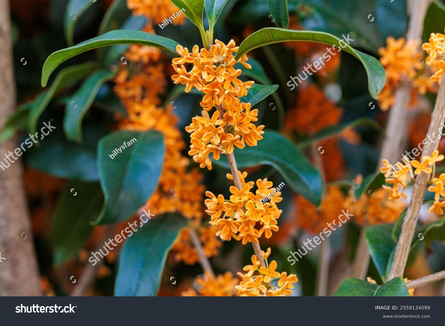 Fragrant olive flowers blooming in abundance in an autumn garden.