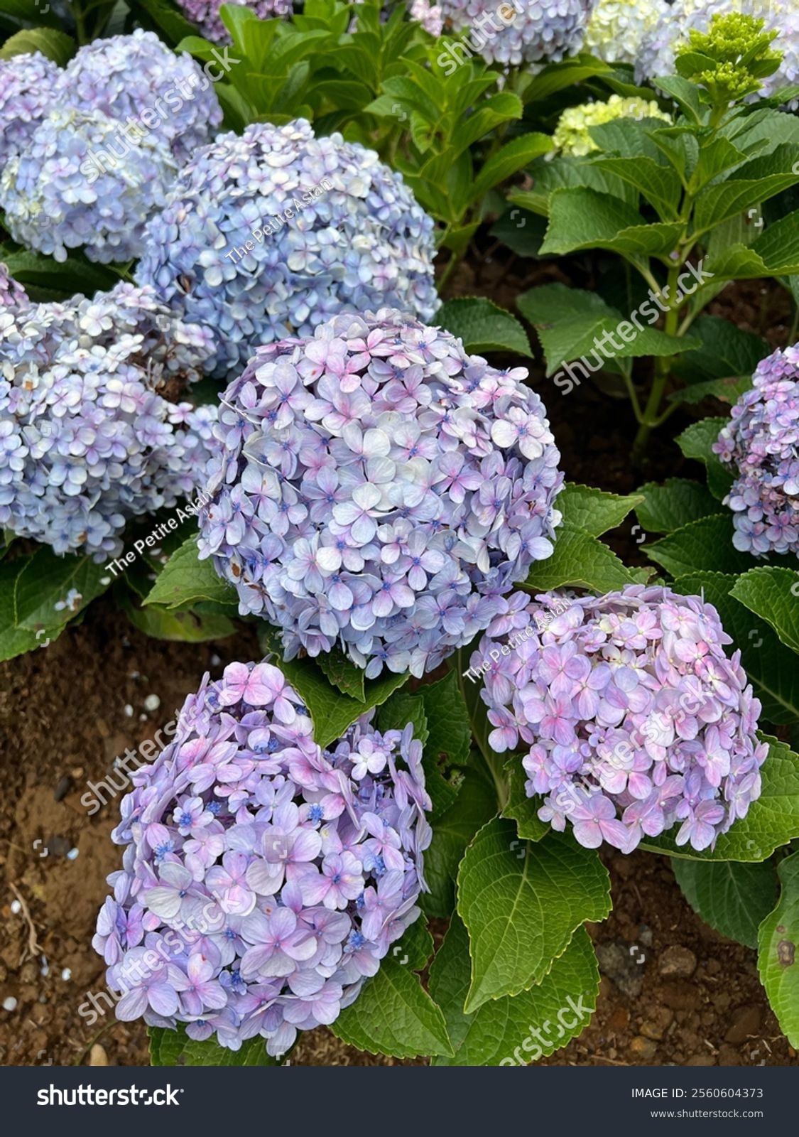 a bunch of blue and purple hydrangea macrophylla plant in the