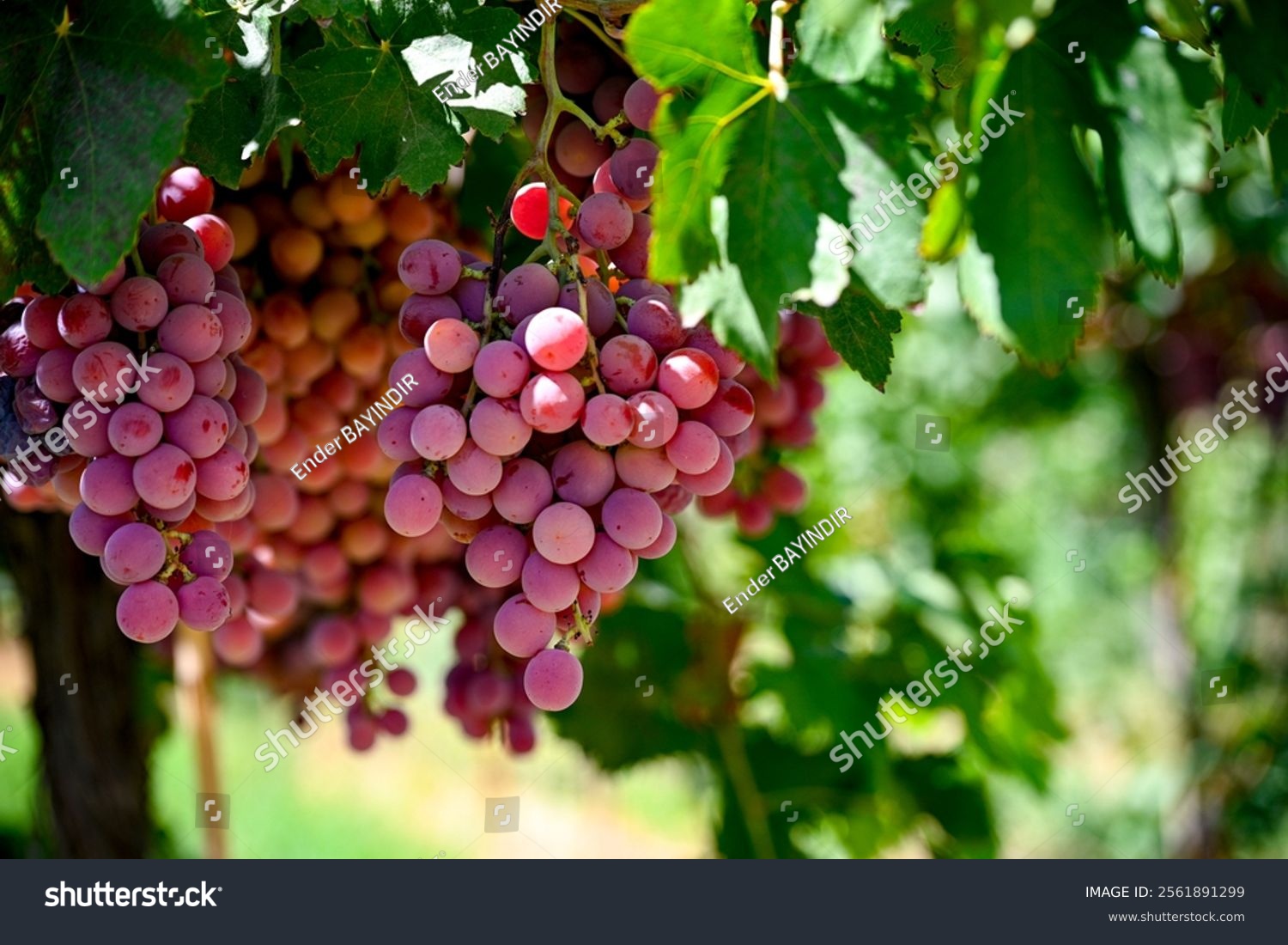 Red grapes hanging on vine in grape farm  in Manisa ( Akhisar  Alasehir  Kula  Salihli and Alasehir )  on Vineyard on shed very good sweet taste nutritional healthy . Red globe grapes read for wine.