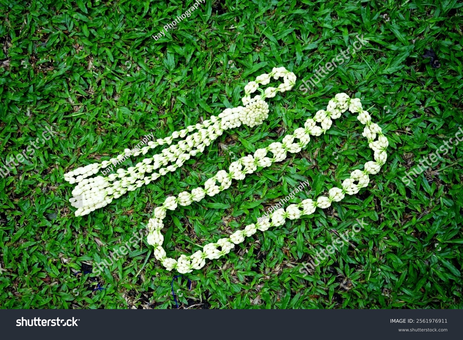  a hands holding a series of white jasmine flower                      