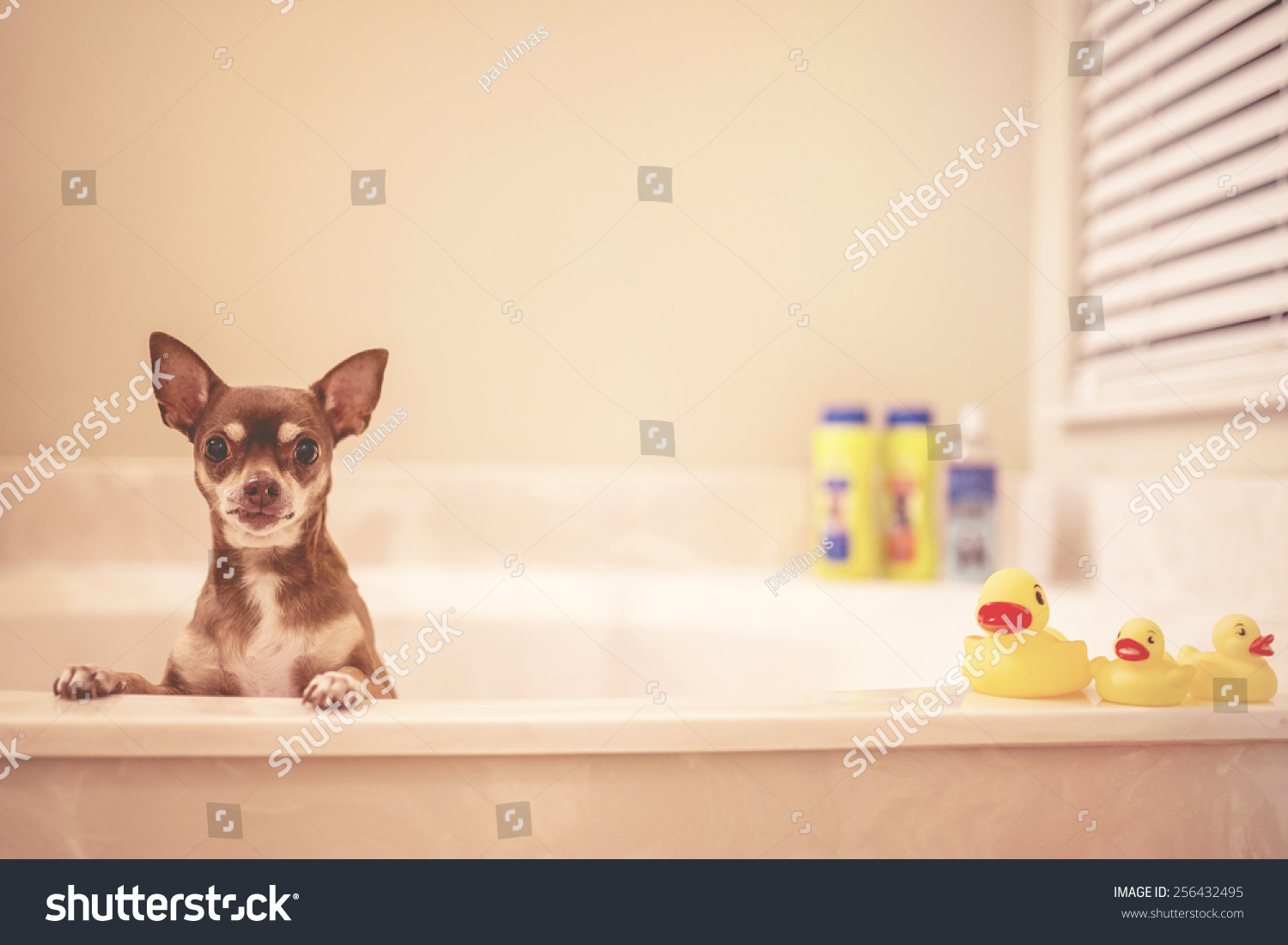 Dog bath time