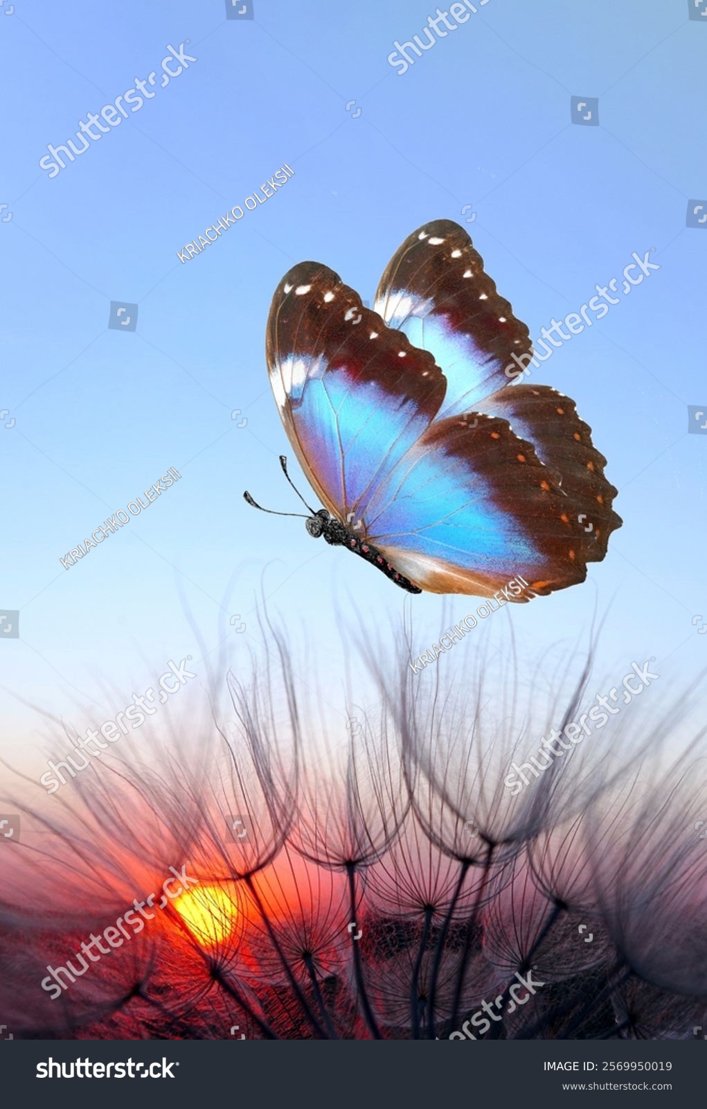 Blue morpho butterfly and dandelion. Seeds of a dandelion flower on a background of sunrise.