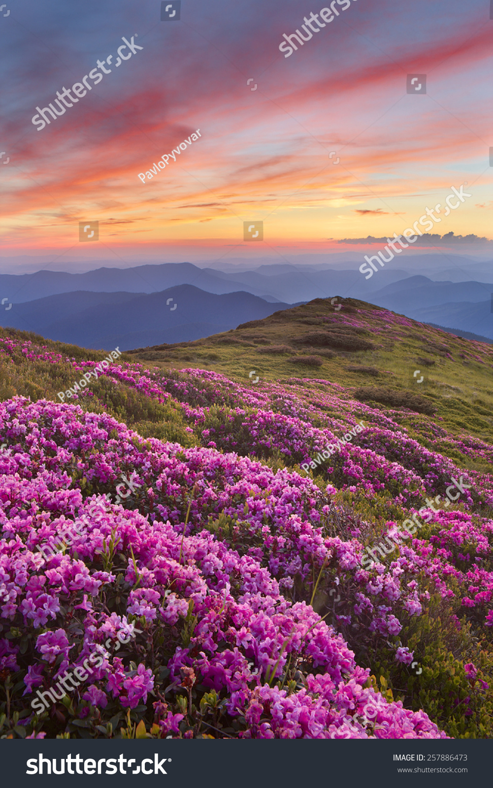 rhododendron in mountains on a background sunset