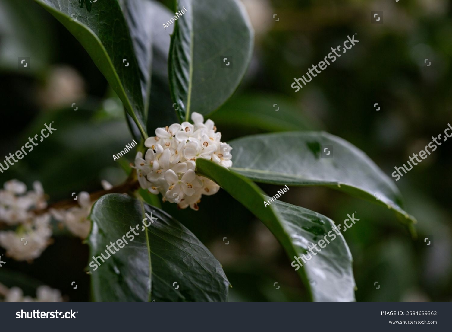 Fortune's osmanthus (Osmanthus Fortunei) flowers. Oleaceae evergreen tree. Small white osmanthus flowers close-up  the fragrance is used in expensive perfumes.