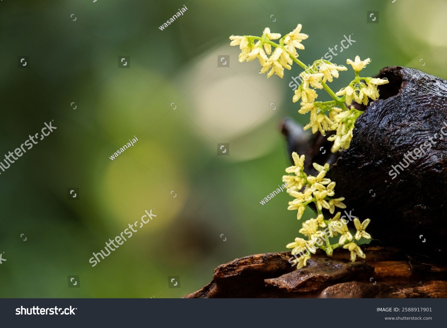 Osmanthus fragrans or Kinmokusei branch flowers on natural background.