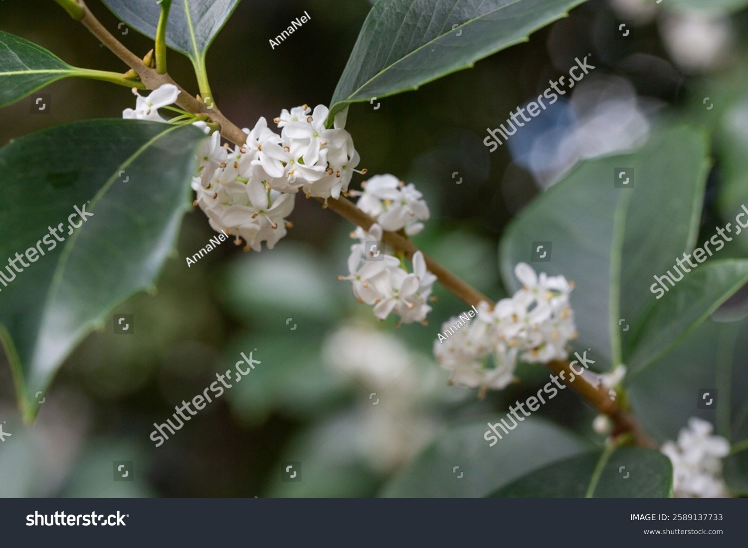 Osmanthus fragrans macro. Small white flowers on a branch in the garden selective focus. The fragrance of osmanthus flowers is used in perfumery.