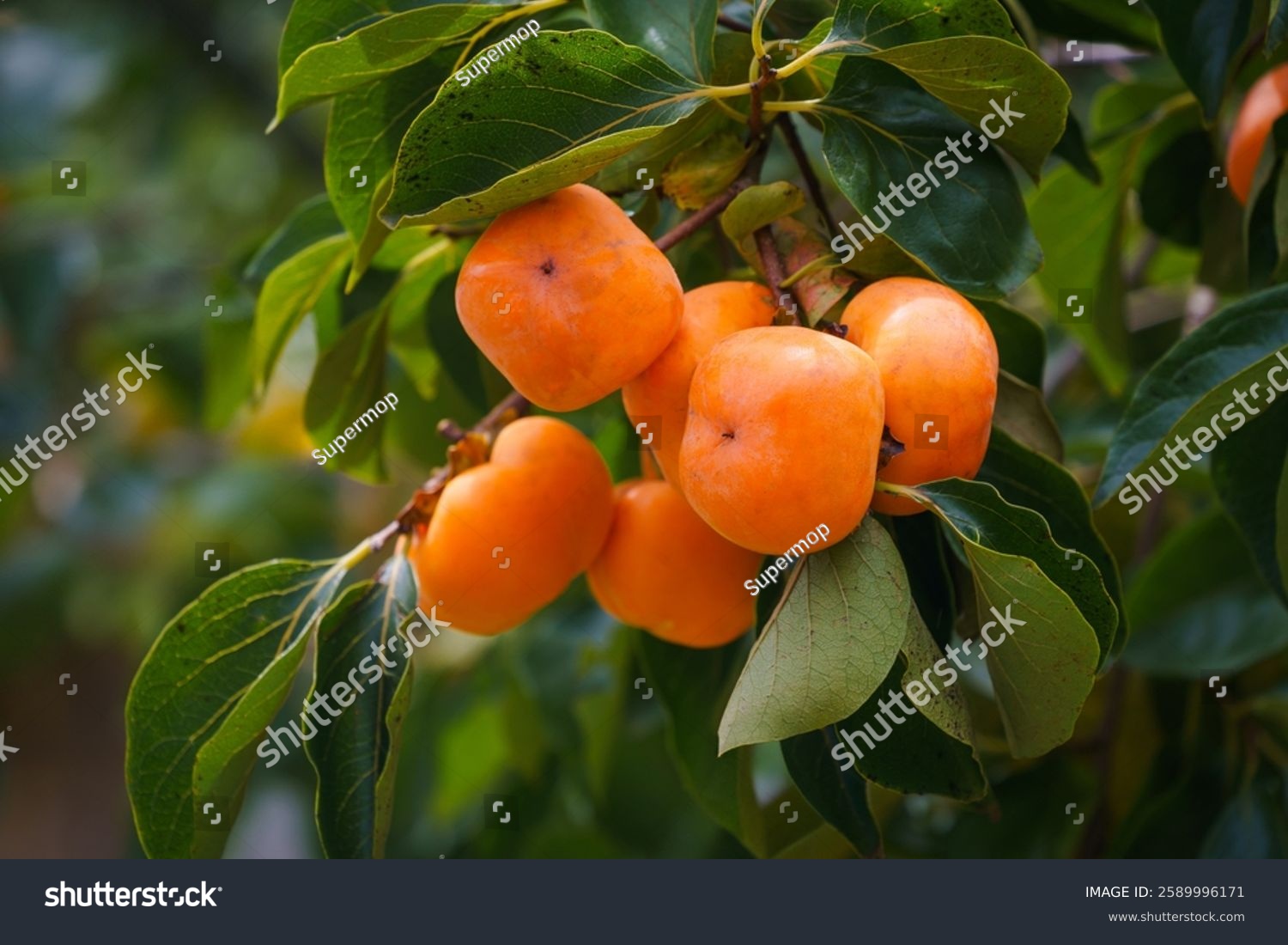 Persimmon tree fresh fruit that is ripened hanging on the branches in the plant garden is a juicy fruit and ripe fruit with persimmon trees lovely crisp juicy sweet hard crisp varieties.