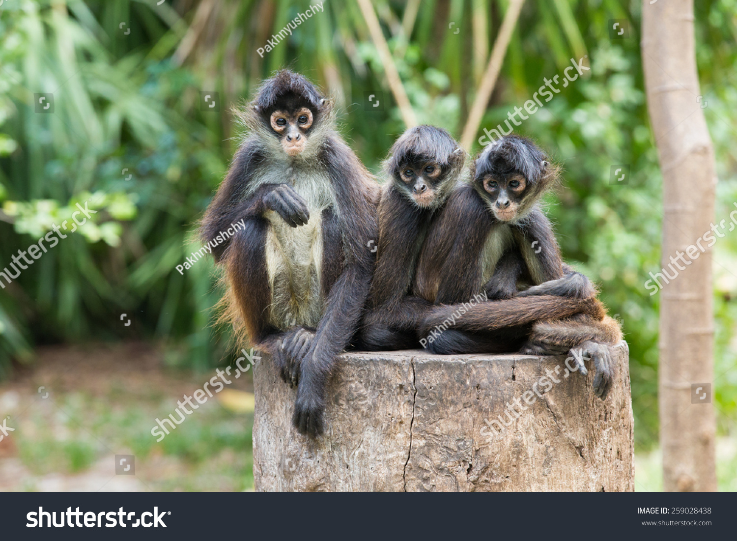 spidermonkey，spidermonkey ARM