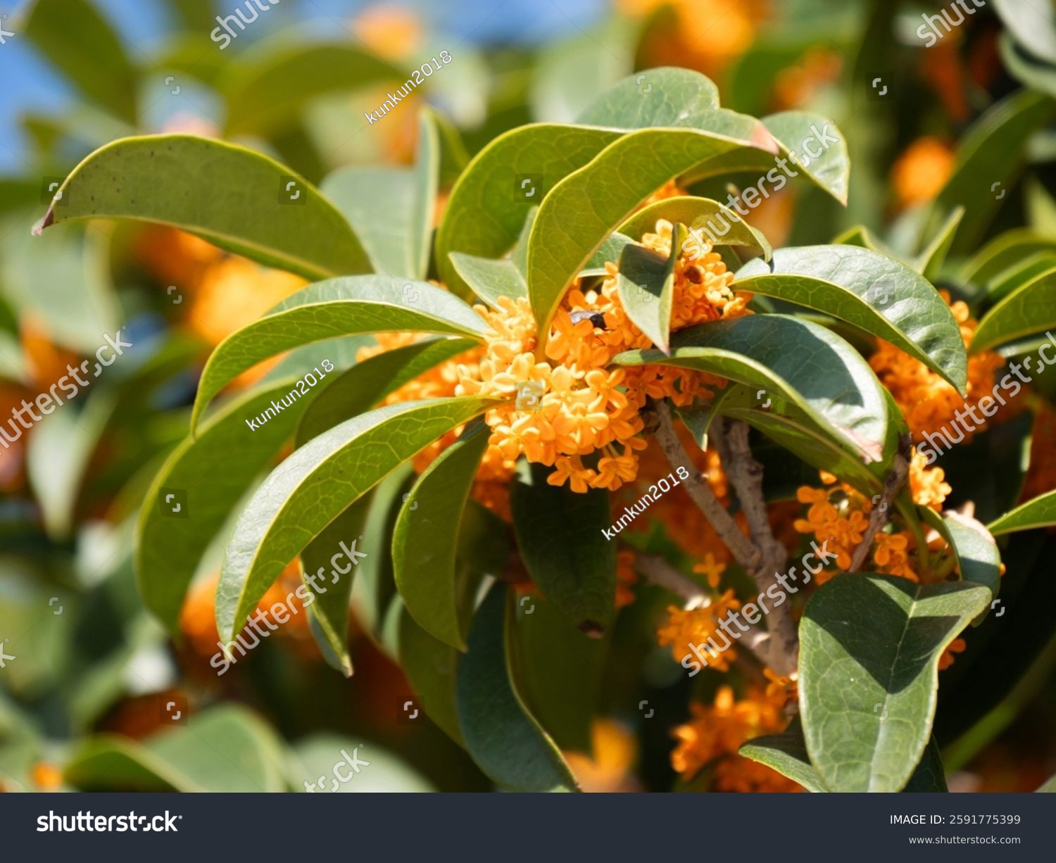 Osmanthus flowers bloom under the blue sky and cloudless sun