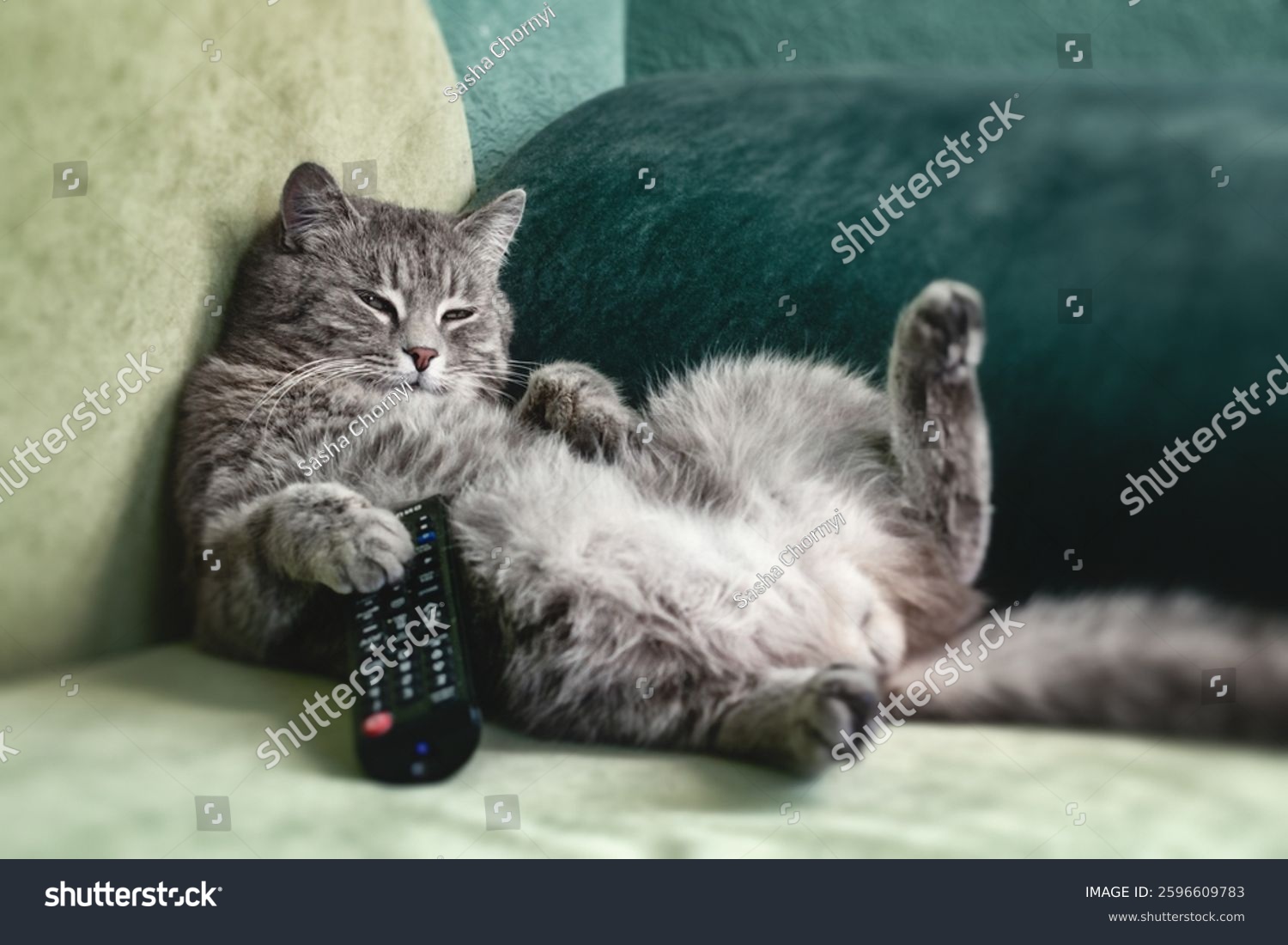 Funny gray cat lying on the couch  holding the TV remote control in its paws. Symbolizes laziness  rest  relaxation  weekends and home comfort. Funny cats.
