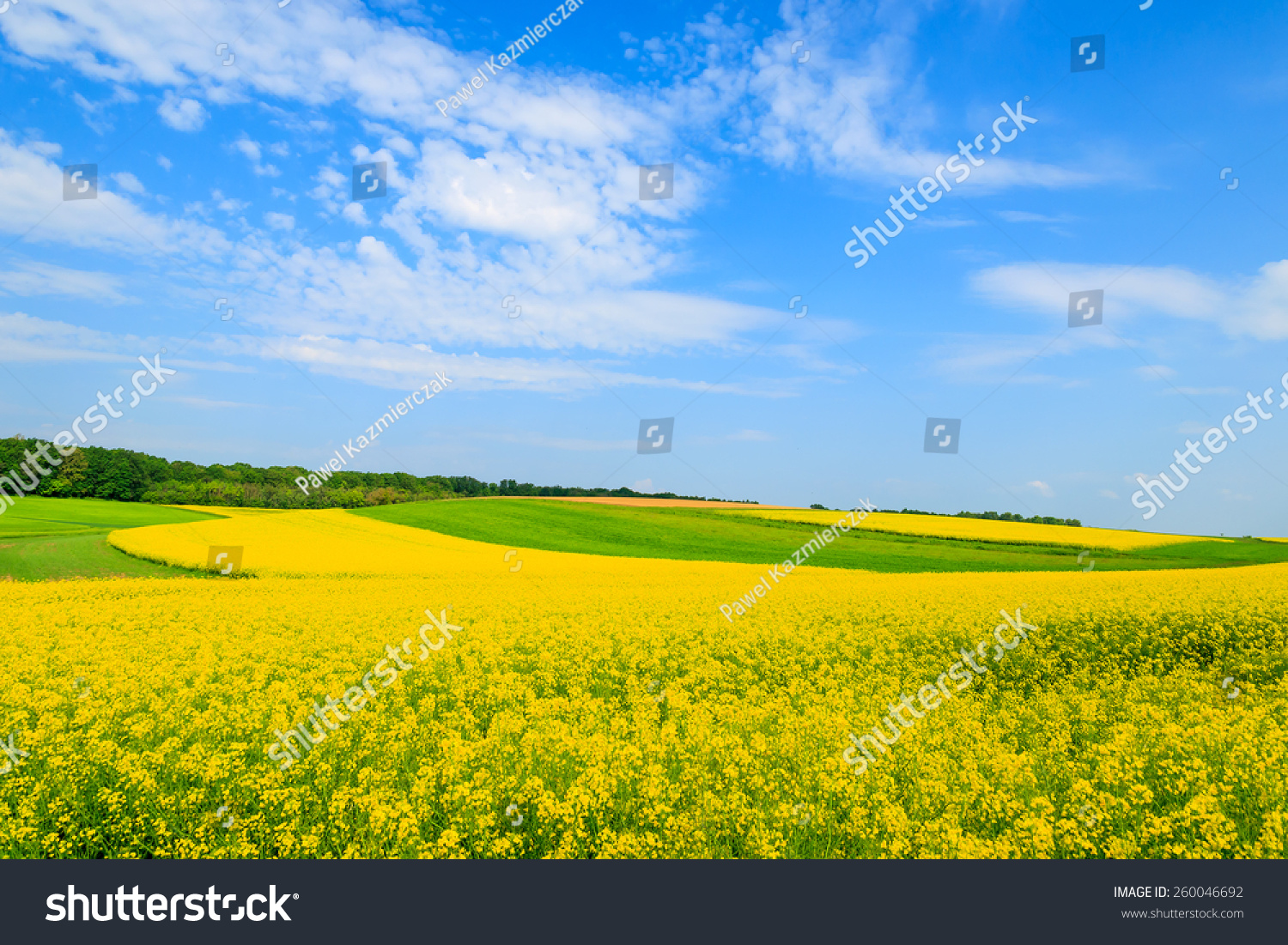 Yellow rapeseed flowers on field with blue sky and clouds  Burgenland  Austria
