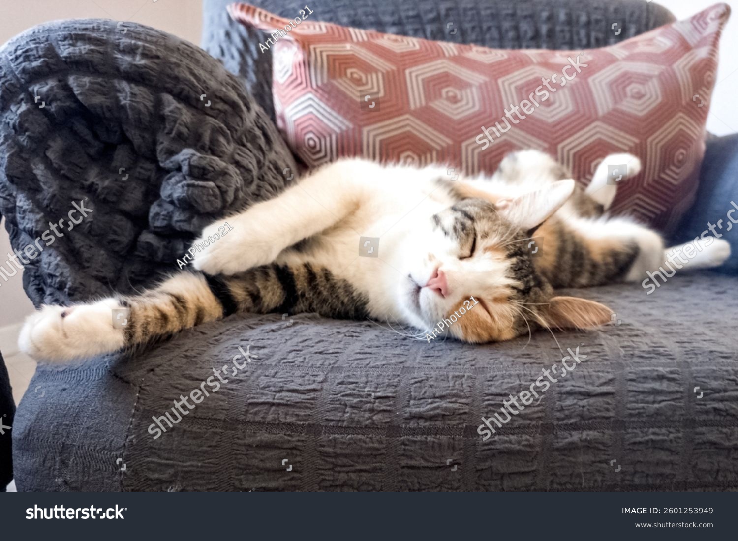 cute cat funny sleeping  relaxing  resting  looking on a bed or sofa. Cat sleep calm and relax. muzzle of a sleeping cat with closed eyes. cat house indoors pet ownership  pet friendship concept