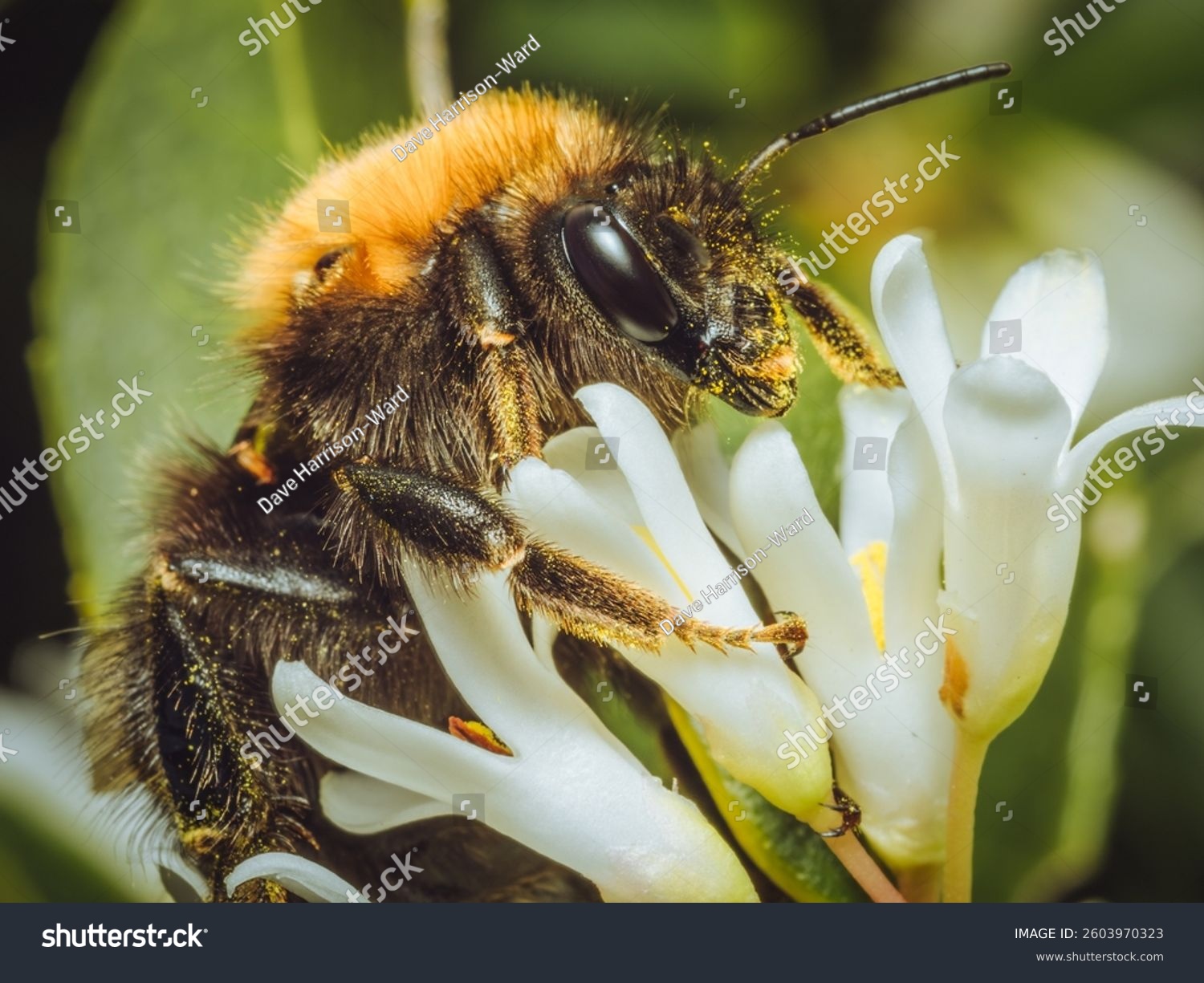 A close up of a pollen covered buff-tailed bumblebee feeding on Burkwood osmanthus flowers