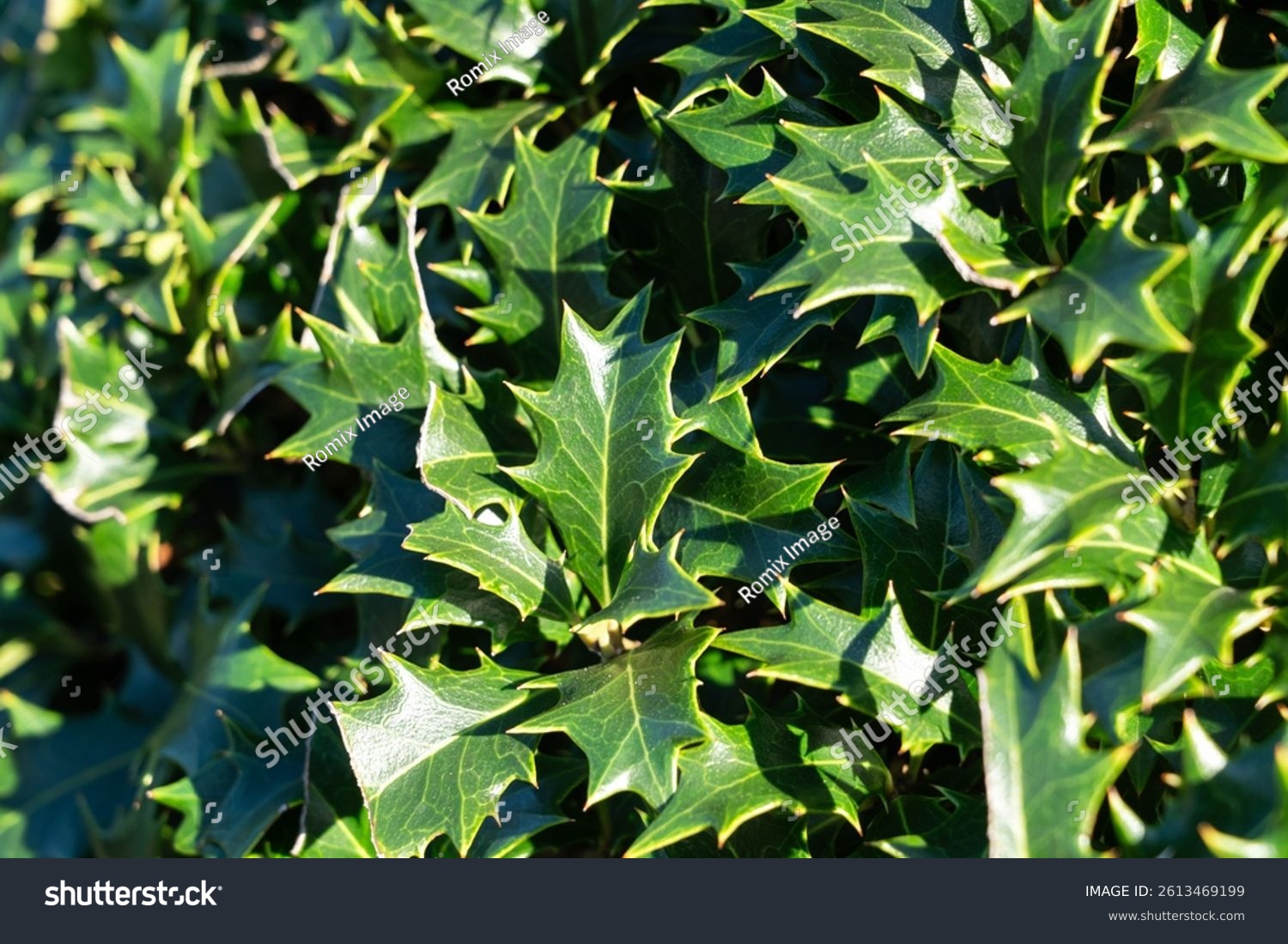 Glossy  holly-like leaves of Osmanthus heterophyllus basking in warm  natural sunlight.