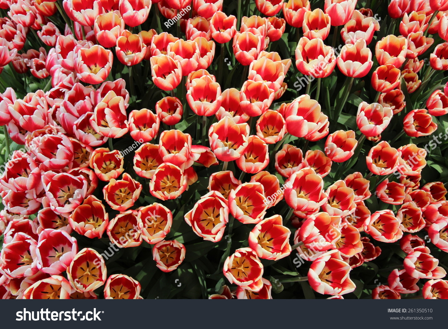 Field of amazing spring tulip flowers  top view. Use it for a love concept