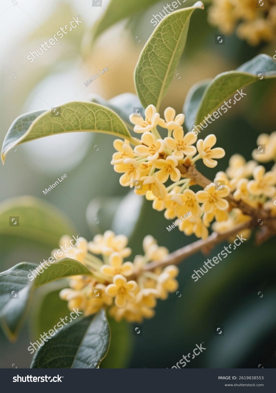 Vibrant Yellow Osmanthus: Nature's Autumnal Treasure