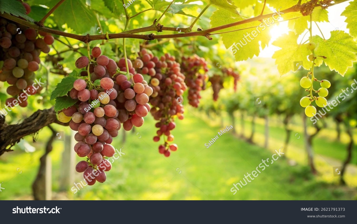 Fresh Red Grapes on tree in garden in natural Sunny day background  Grapes hanging from a trees branch in Natural view