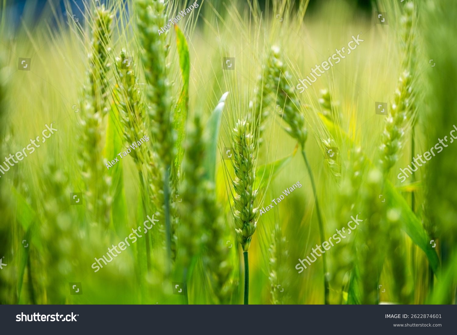Close up of green wheat ears in a field. Shallow depth of field