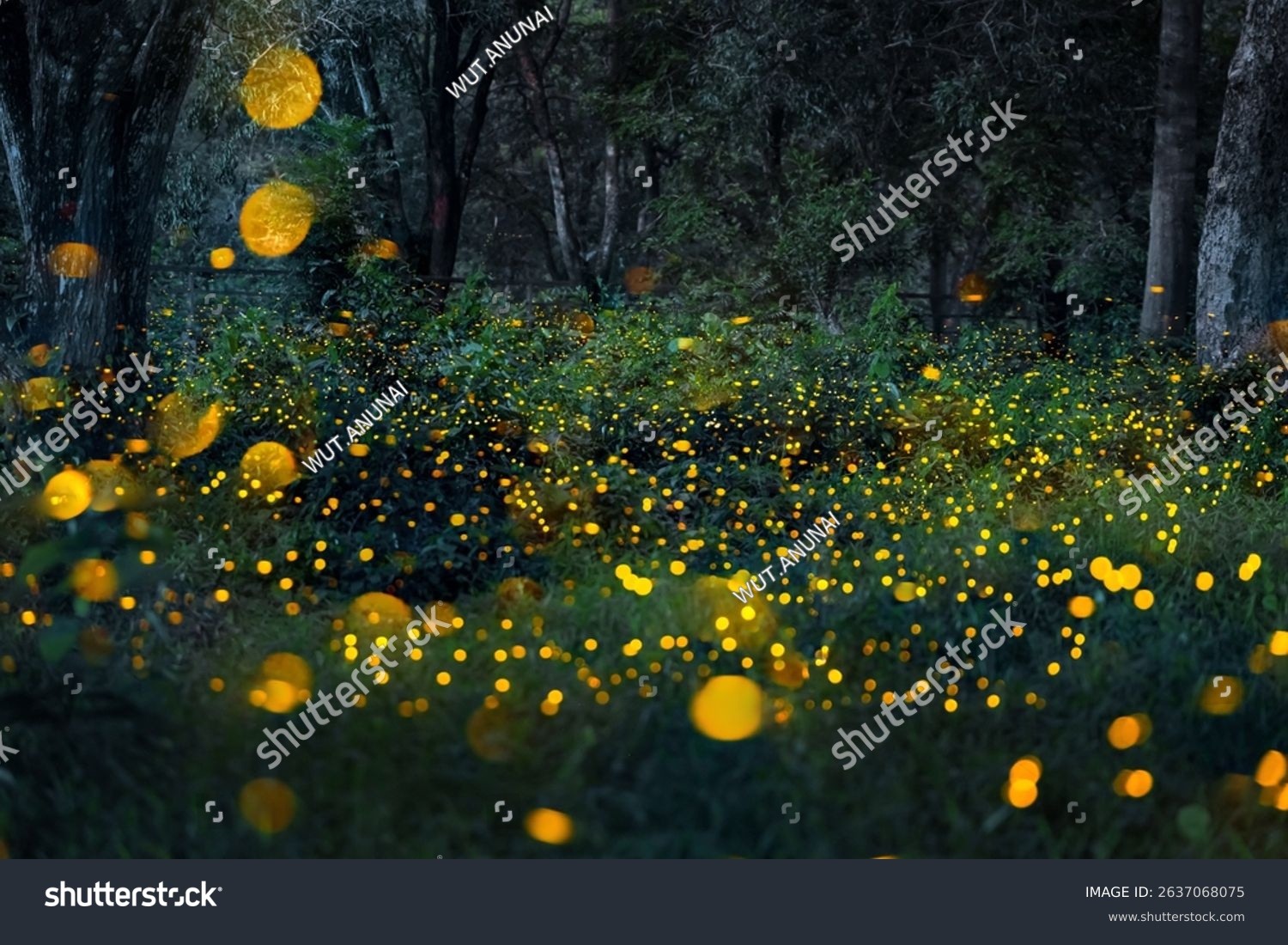 Firefly flying in the forest. Fireflies in the bush at night in Prachinburi Thailand. Long exposure photo.