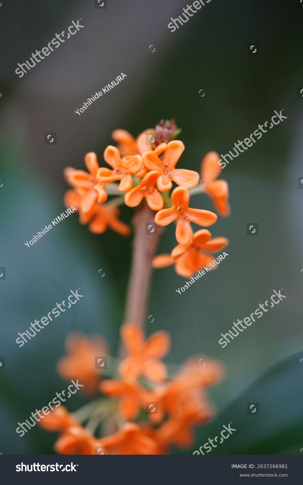 Orange osmanthus blooming in a Kyoto shrine garden