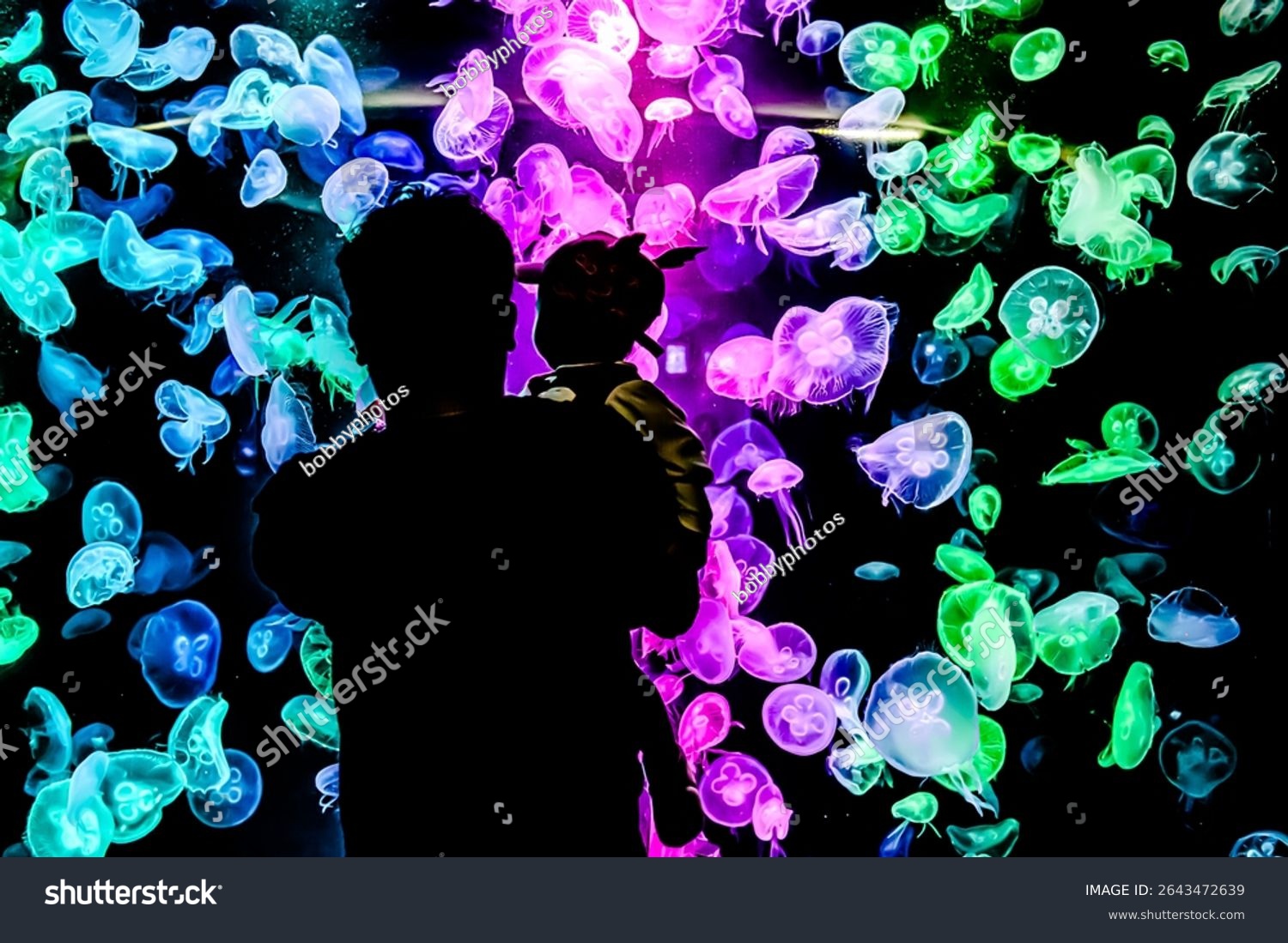 Moon Jelly Fish clear body in large aquarium tank having different light color effects while swimming in the water on isolated black background.