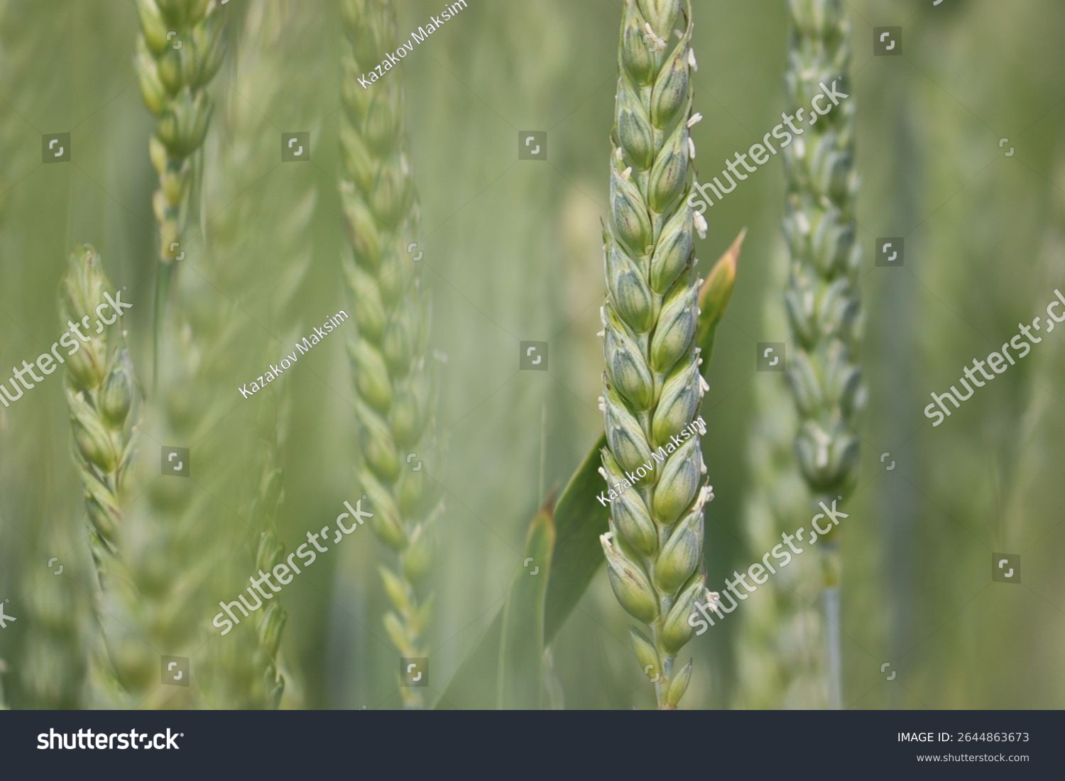 Anthesis stage of winter wheat. Green ears of unripe winter wheat in an agricultural field