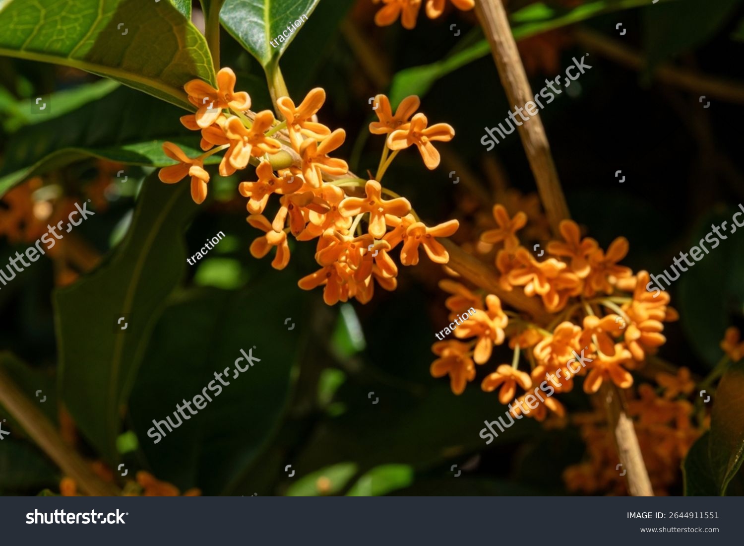 Flower of fragrant olive - Osmanthus fragrans var. aurantiacus - are blooming in JAPAN.