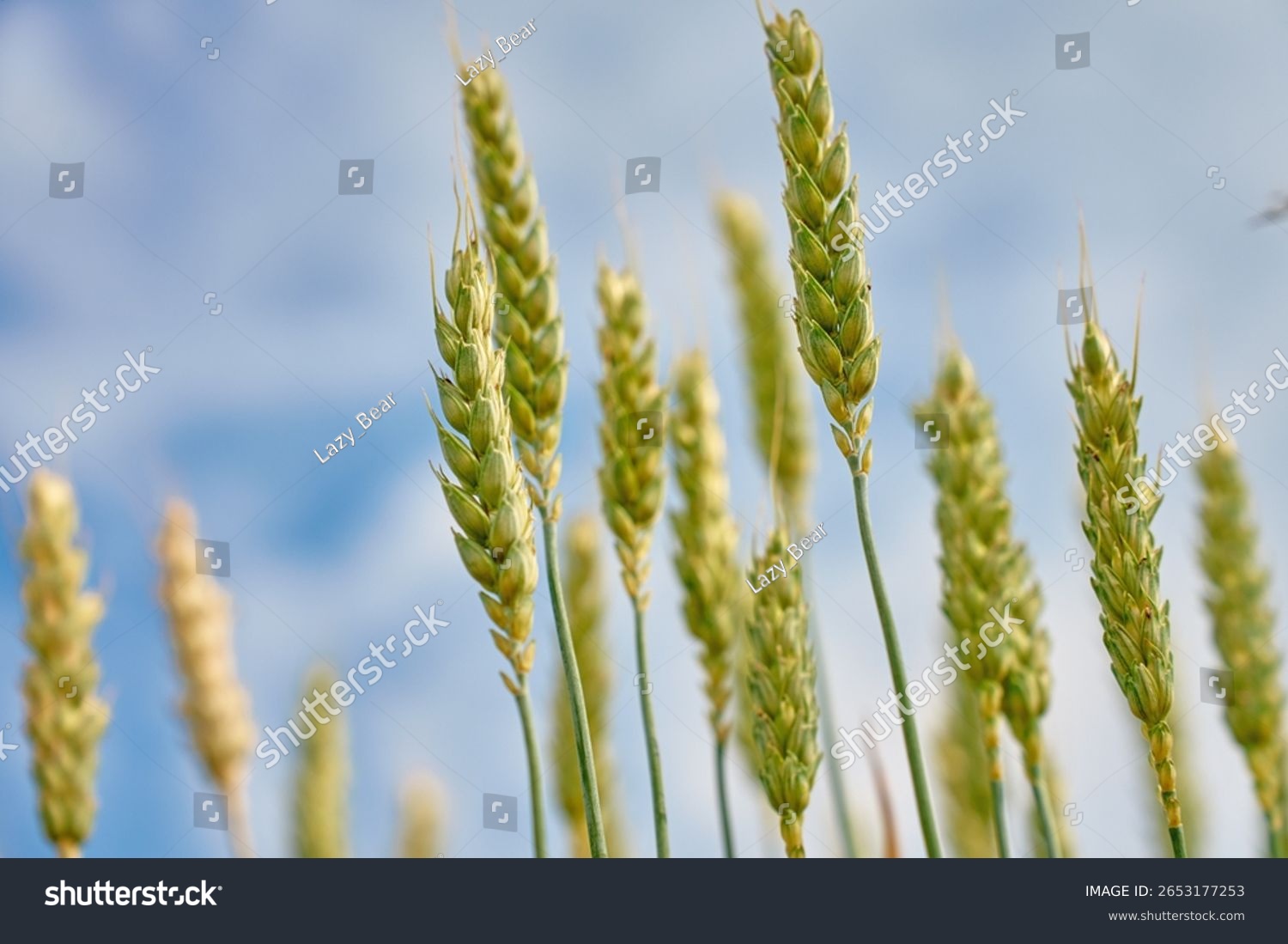 Low angle view of wheat ears growing under bright summer sky. Concept of natural agriculture and rural farming