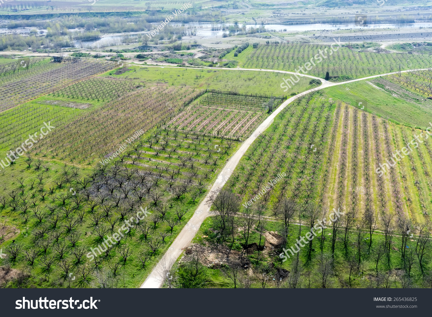aerial photographs blooming peach trees in an orchard