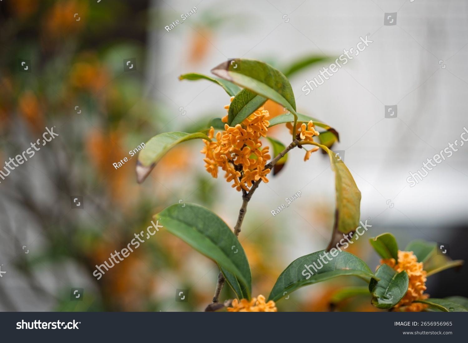 Yellow osmanthus flowers on garden